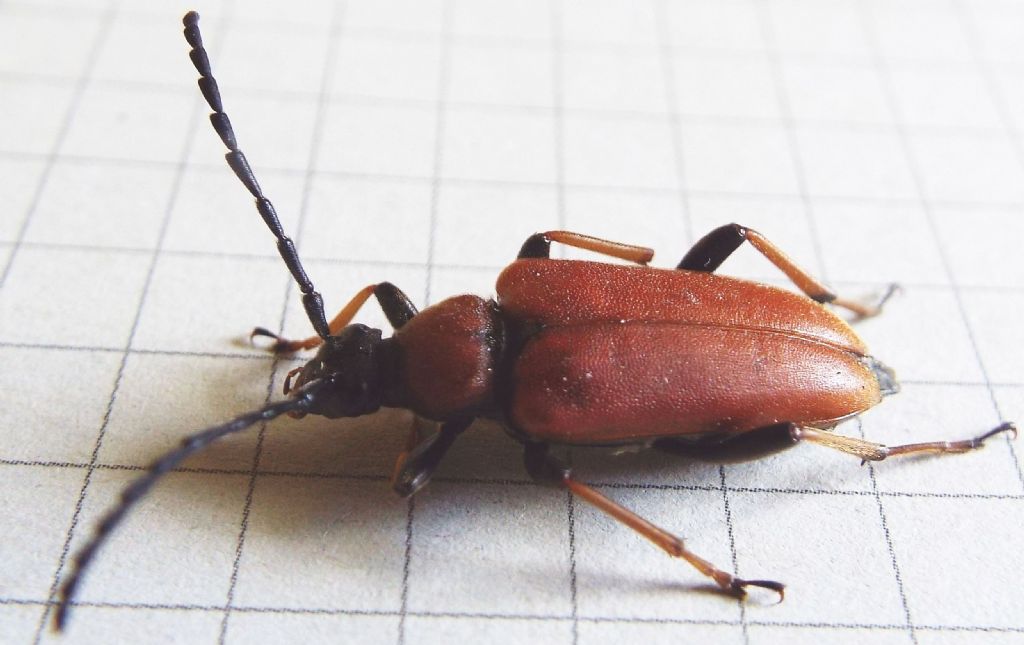 Cerambycidae:   Stictoleptura rubra, femmina  e  Paracorymbia maculicornis