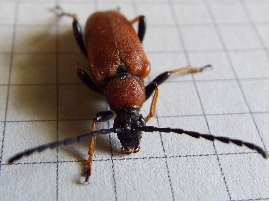 Cerambycidae:   Stictoleptura rubra, femmina  e  Paracorymbia maculicornis