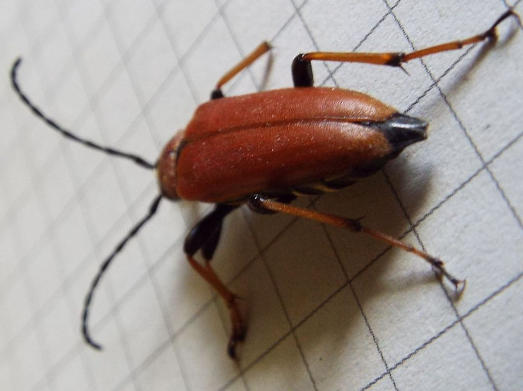 Cerambycidae:   Stictoleptura rubra, femmina  e  Paracorymbia maculicornis