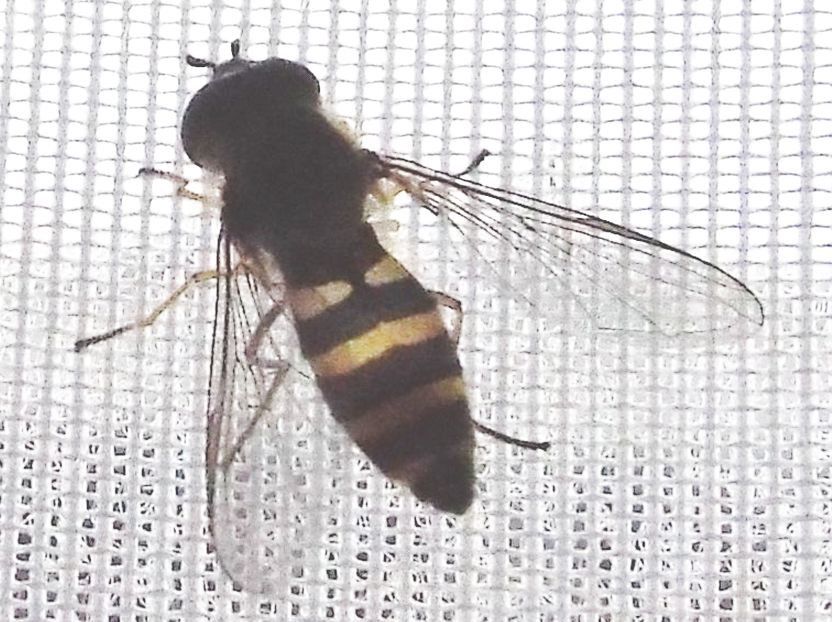 Syrphidae: Parasyrphus sp.