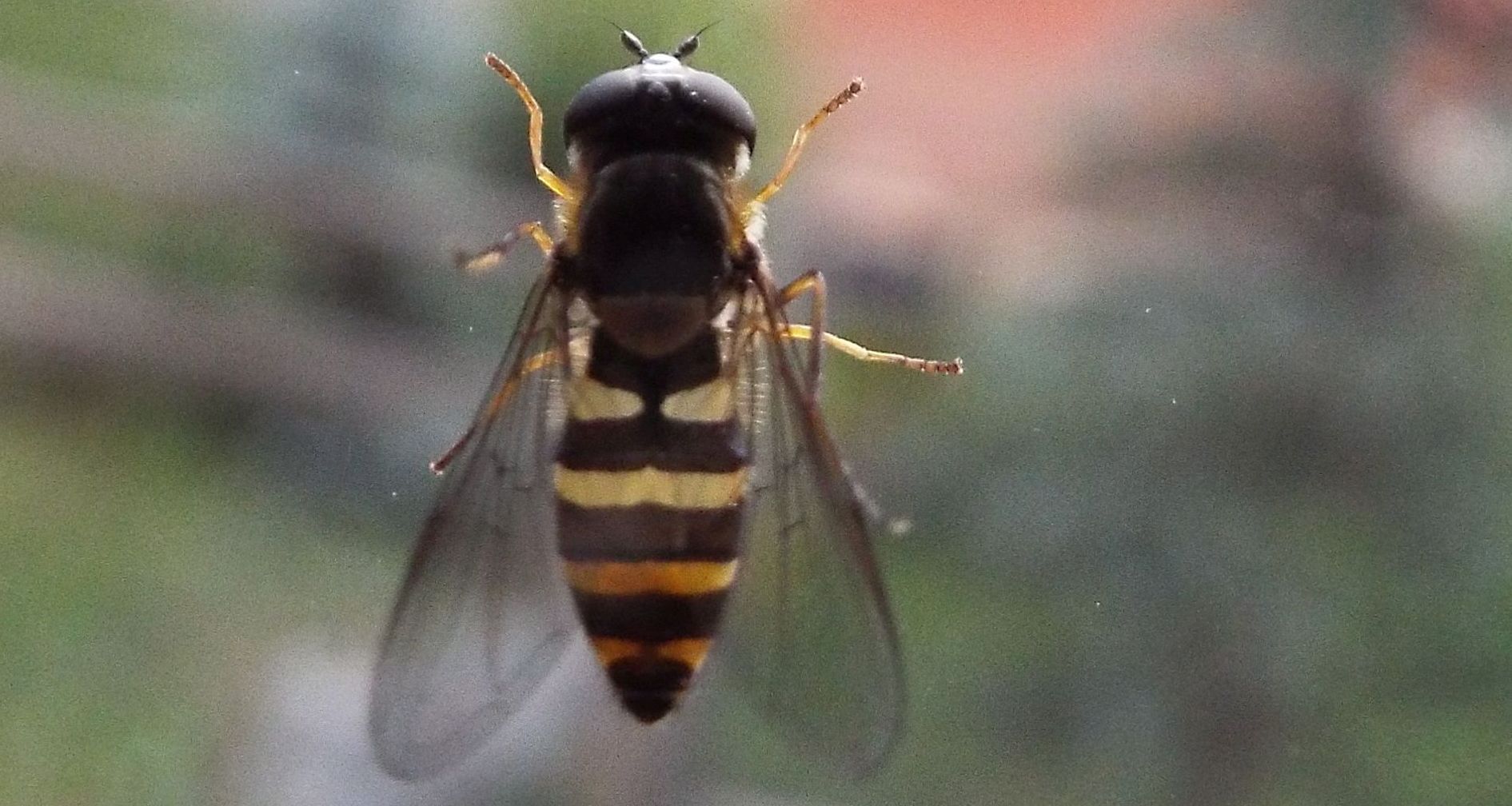 Syrphidae: Parasyrphus sp.