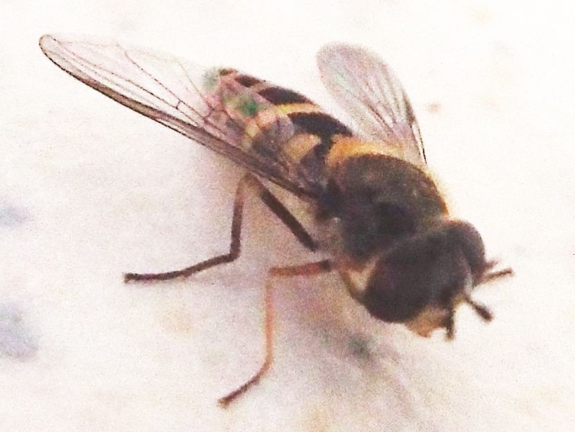 Syrphidae: Parasyrphus sp.