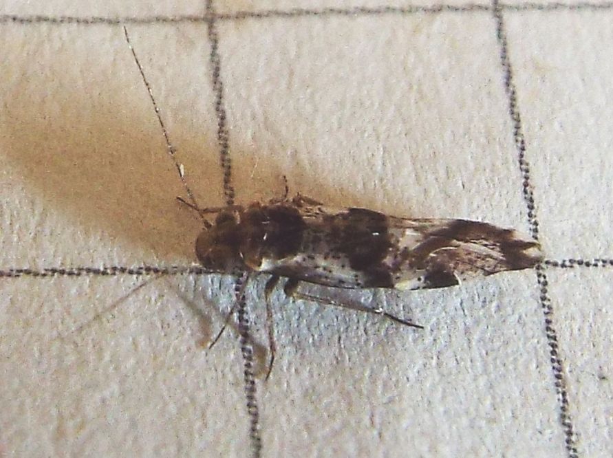 Psocidae: cfr. Loensia fasciata