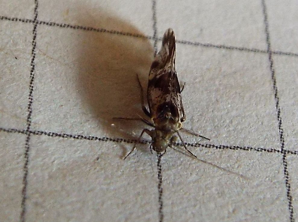 Psocidae: cfr. Loensia fasciata