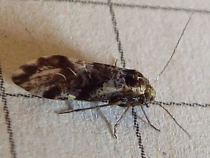 Psocidae: cfr. Loensia fasciata