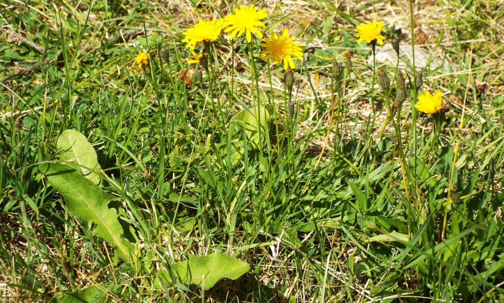 Asteracea da identificare, se possibile