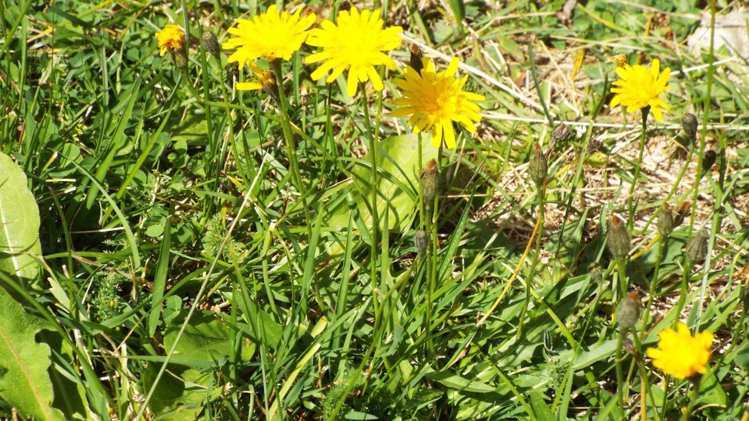 Asteracea da identificare, se possibile