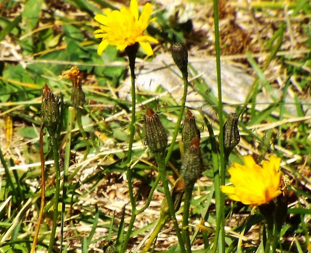 Asteracea da identificare, se possibile