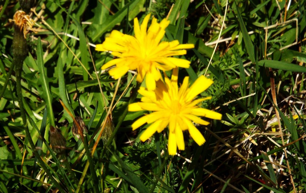 Asteracea da identificare, se possibile