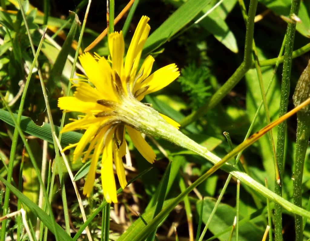 Asteracea da identificare, se possibile