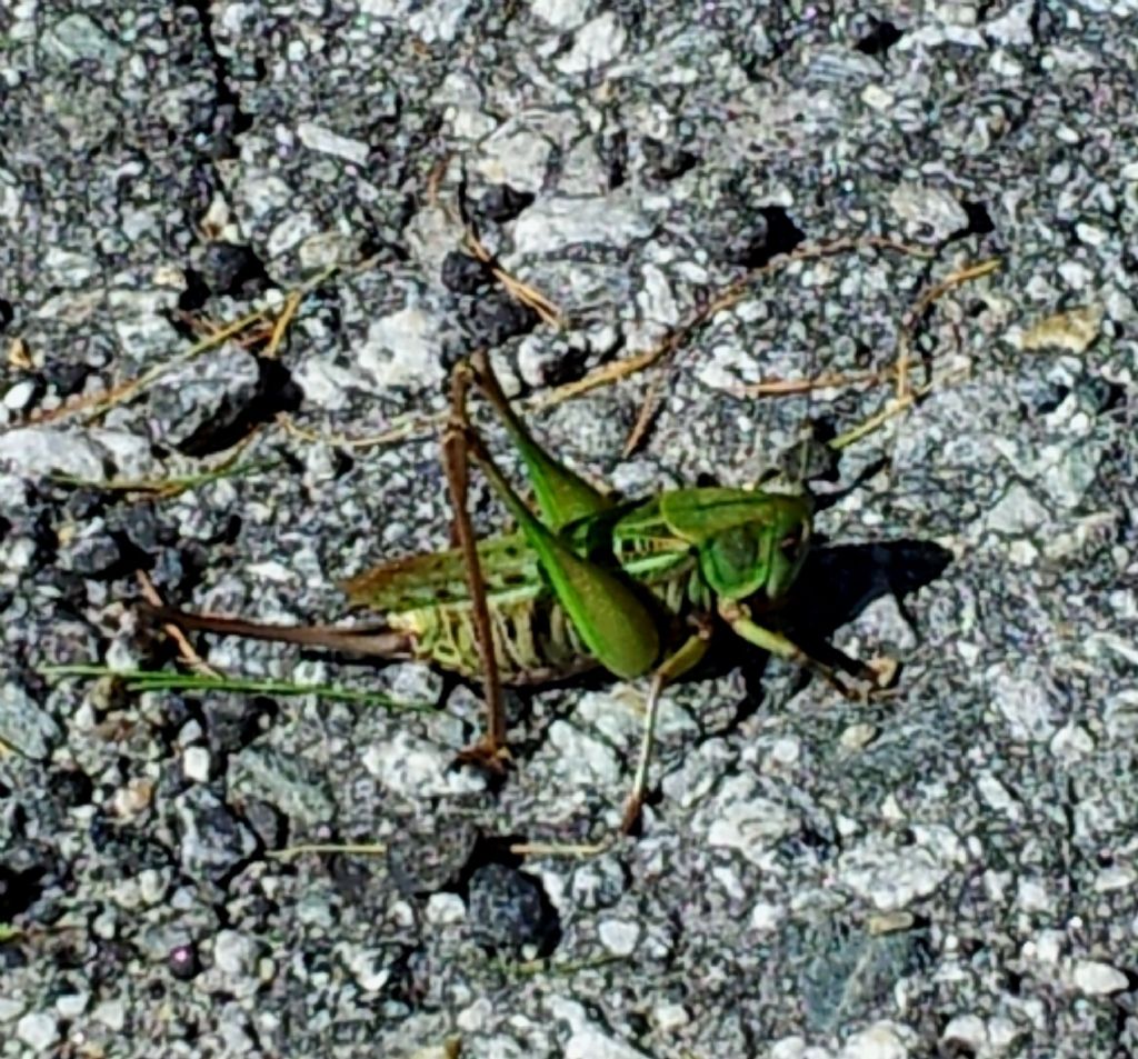 Tettigoniidae:  Decticus verrucivorus, femmina