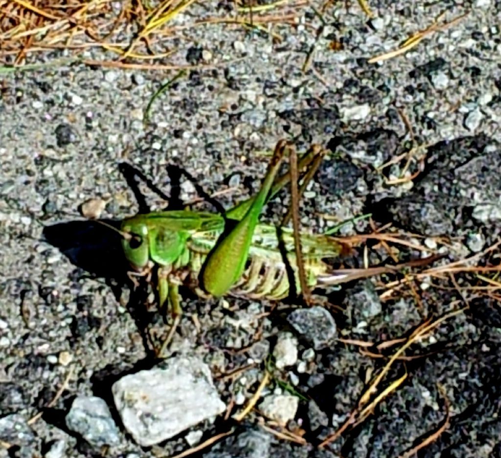 Tettigoniidae:  Decticus verrucivorus, femmina