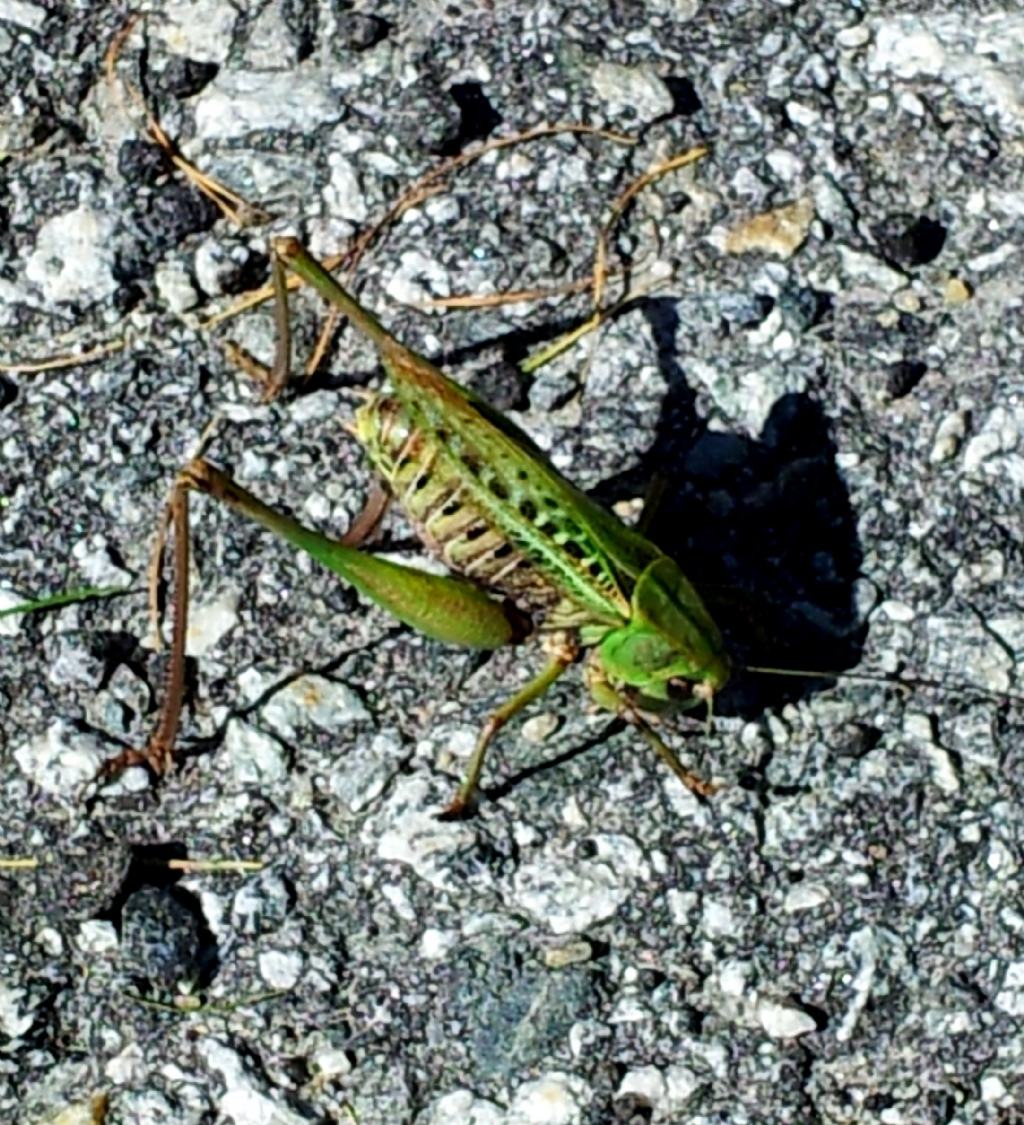 Tettigoniidae:  Decticus verrucivorus, femmina