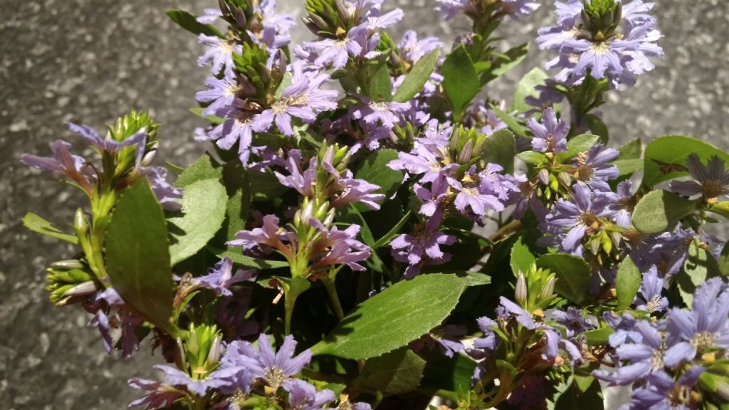 Dall''Australia (WA): Scaevola aemula  (Goodeniaceae)
