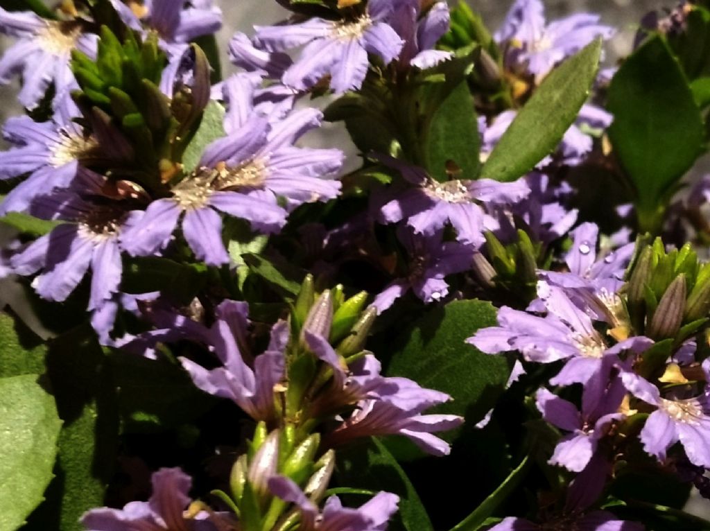 Dall''Australia (WA): Scaevola aemula  (Goodeniaceae)