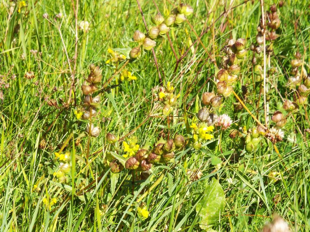 Rhinanthus cfr. minor (Orobanchaceae)