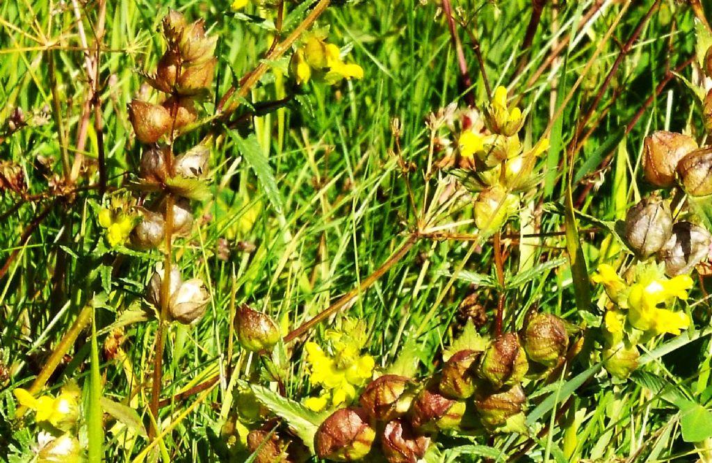 Rhinanthus cfr. minor (Orobanchaceae)