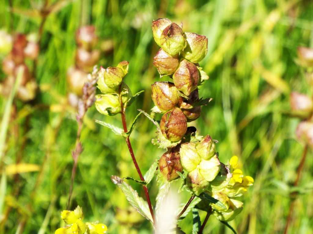 Rhinanthus cfr. minor (Orobanchaceae)