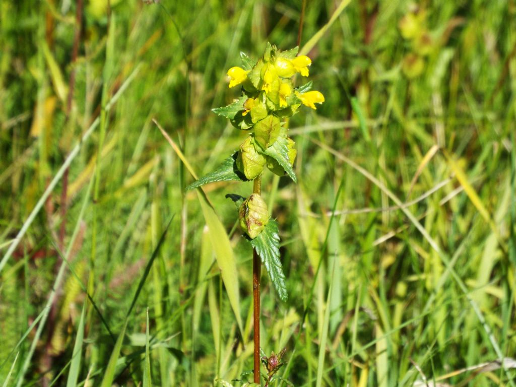 Rhinanthus cfr. minor (Orobanchaceae)