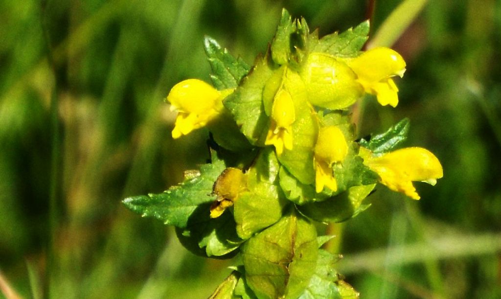 Rhinanthus cfr. minor (Orobanchaceae)