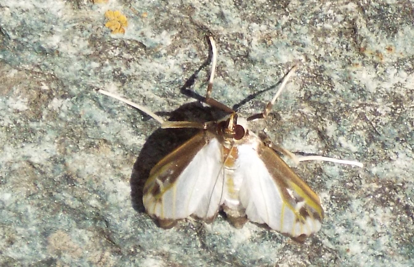 Cydalima perspectalis - Piralide del bosso  (Crambidae)