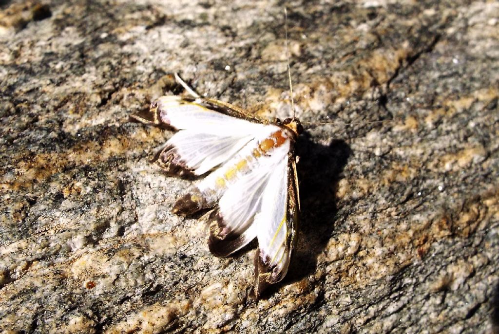 Cydalima perspectalis - Piralide del bosso  (Crambidae)