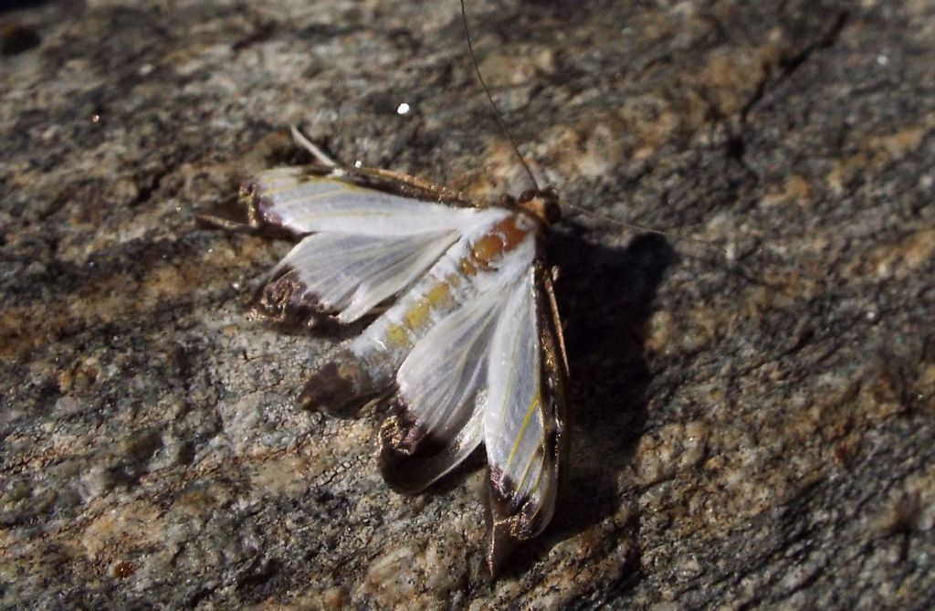 Cydalima perspectalis - Piralide del bosso  (Crambidae)