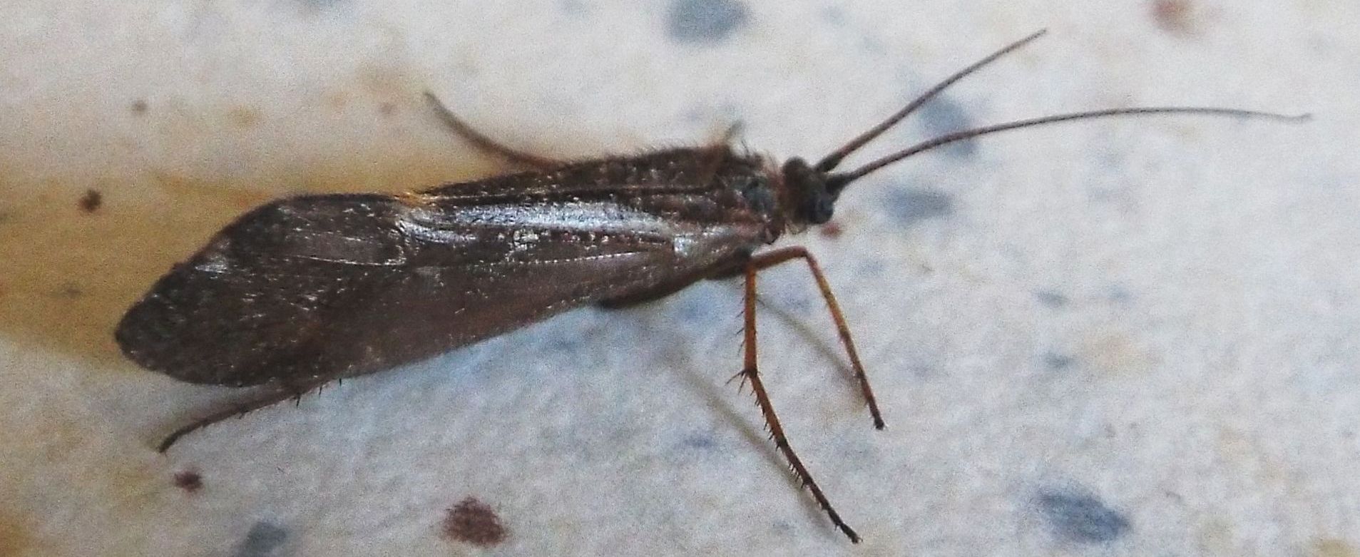 Limnephilus sp. (Limnephilidae)