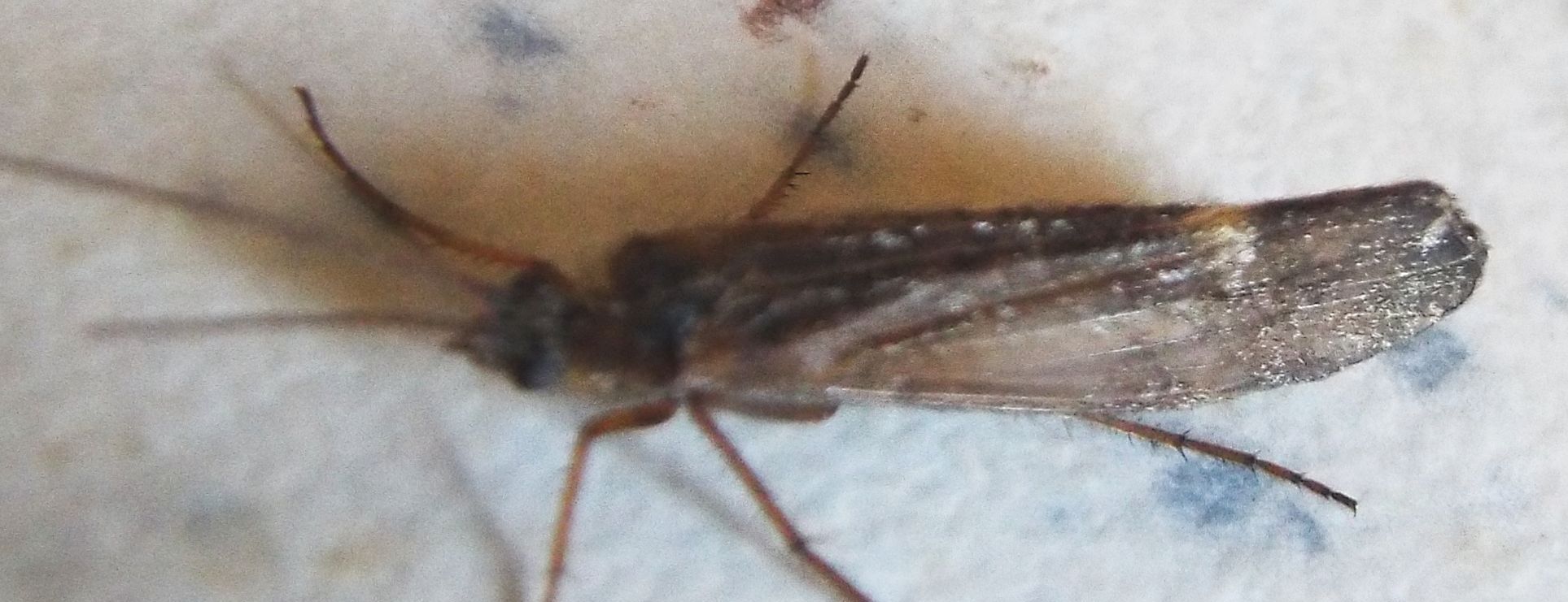 Limnephilus sp. (Limnephilidae)