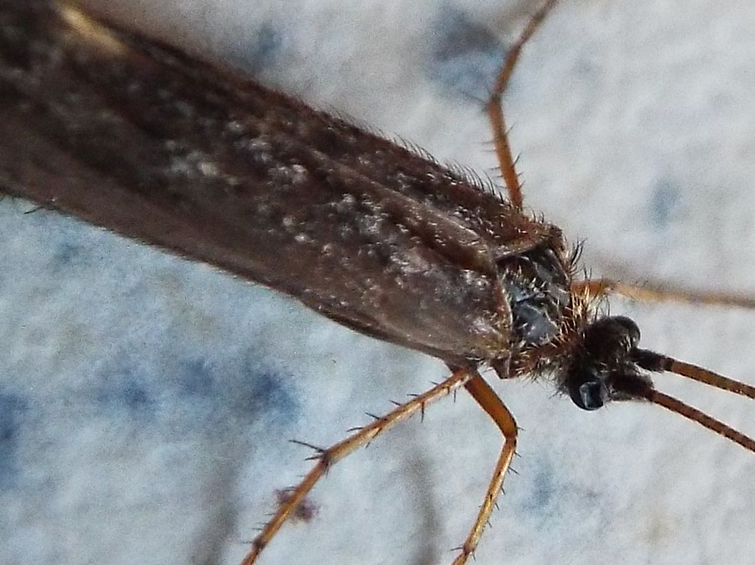 Limnephilus sp. (Limnephilidae)