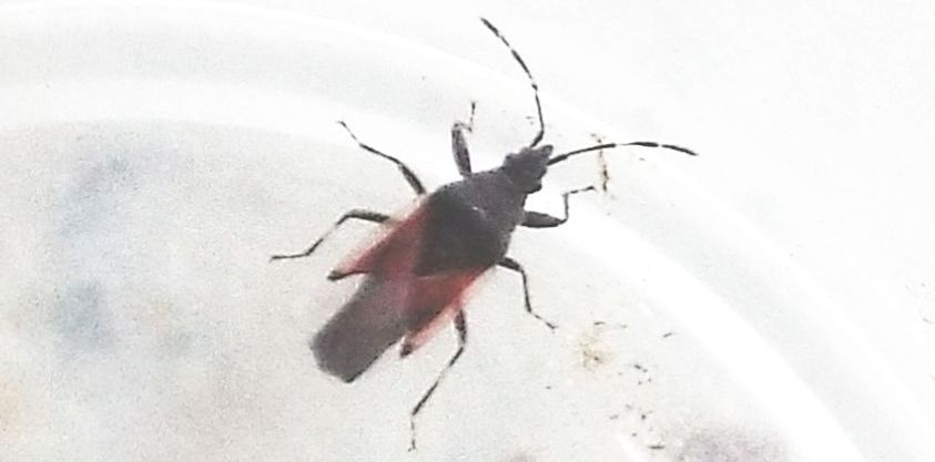 Oxycarenus lavaterae (Lygaeidae)