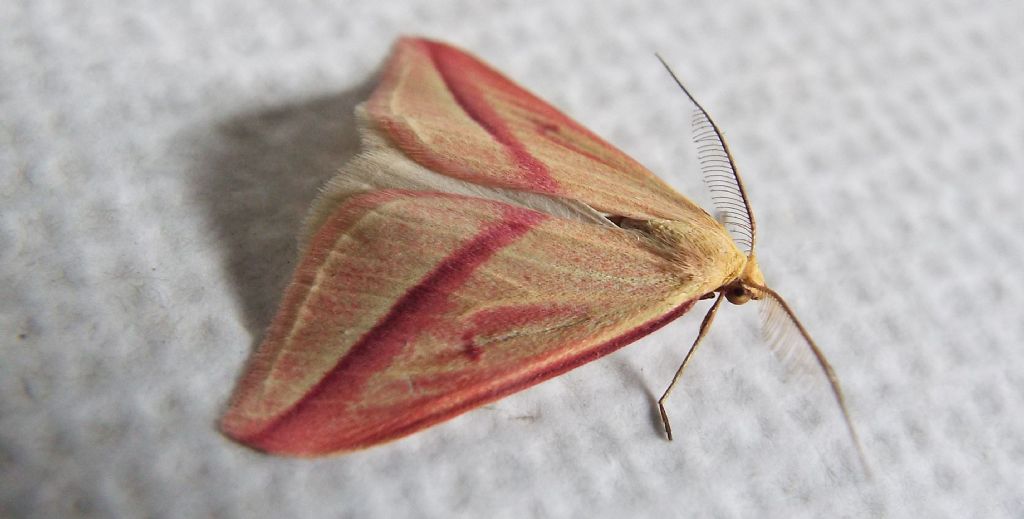 Rhodometra sacraria f. sanguinaria, maschio (Geometridae)