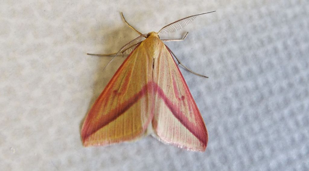 Rhodometra sacraria f. sanguinaria, maschio (Geometridae)