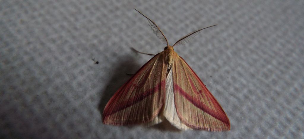 Rhodometra sacraria f. sanguinaria, maschio (Geometridae)