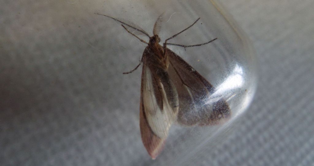 Rhodometra sacraria f. sanguinaria, maschio (Geometridae)