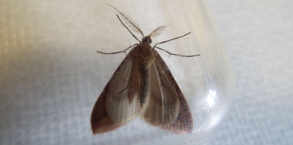 Rhodometra sacraria f. sanguinaria, maschio (Geometridae)