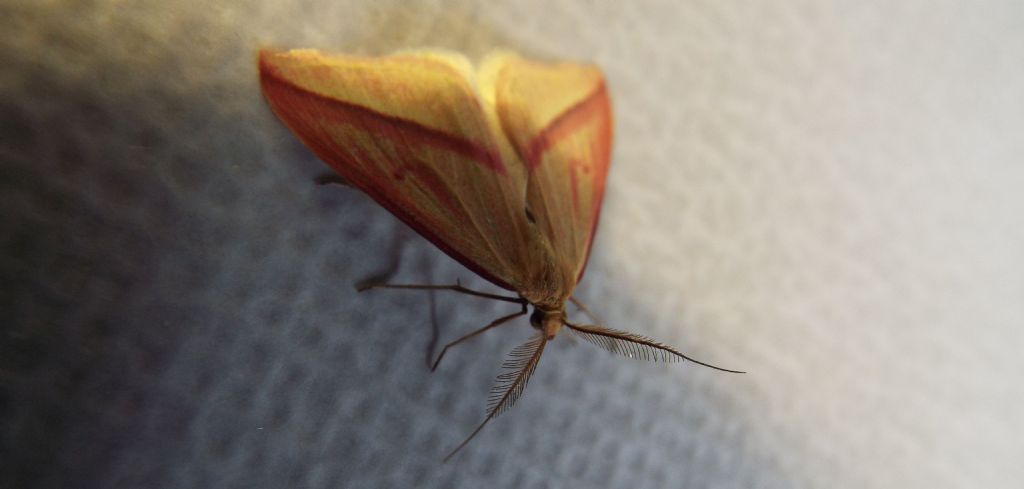 Rhodometra sacraria f. sanguinaria, maschio (Geometridae)