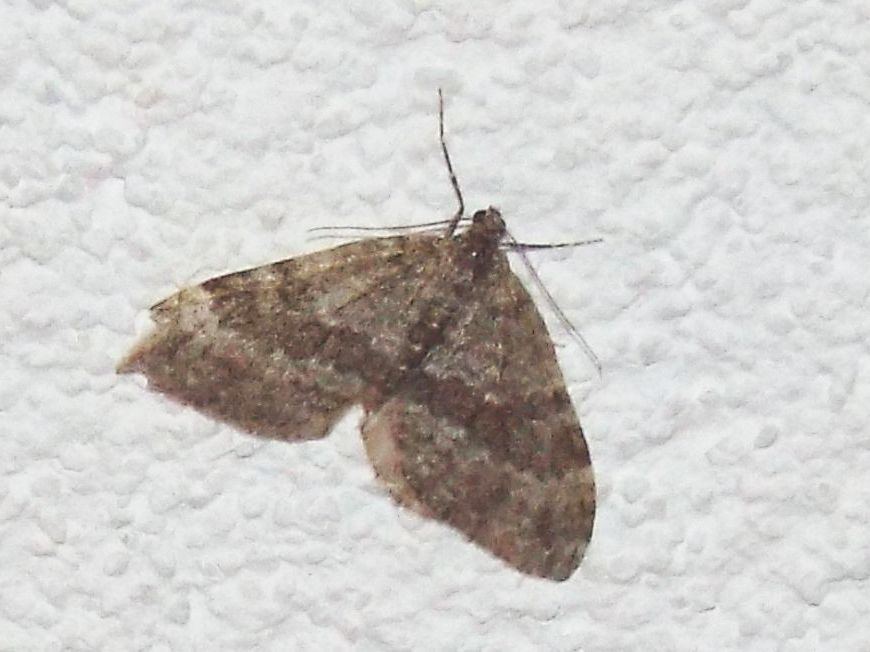 Geometridae:  Entephria sp.  e Thera cognata