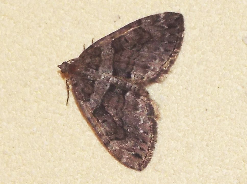 Geometridae:  Entephria sp.  e Thera cognata