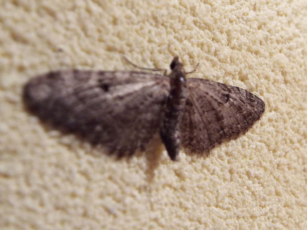 Geometridae: Eupithecia sp.