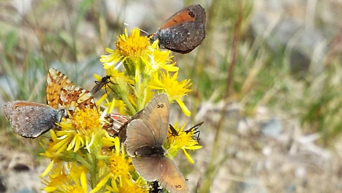 Raduni di farfalle su fiori di Solidago virgaurea