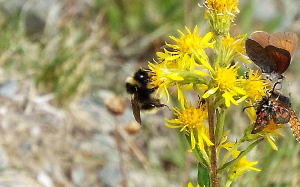 Raduni di farfalle su fiori di Solidago virgaurea