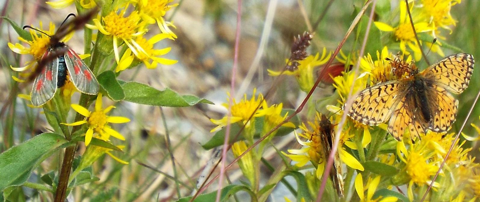 Raduni di farfalle su fiori di Solidago virgaurea