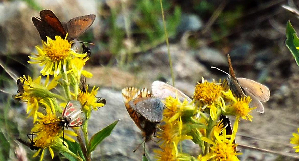 Raduni di farfalle su fiori di Solidago virgaurea