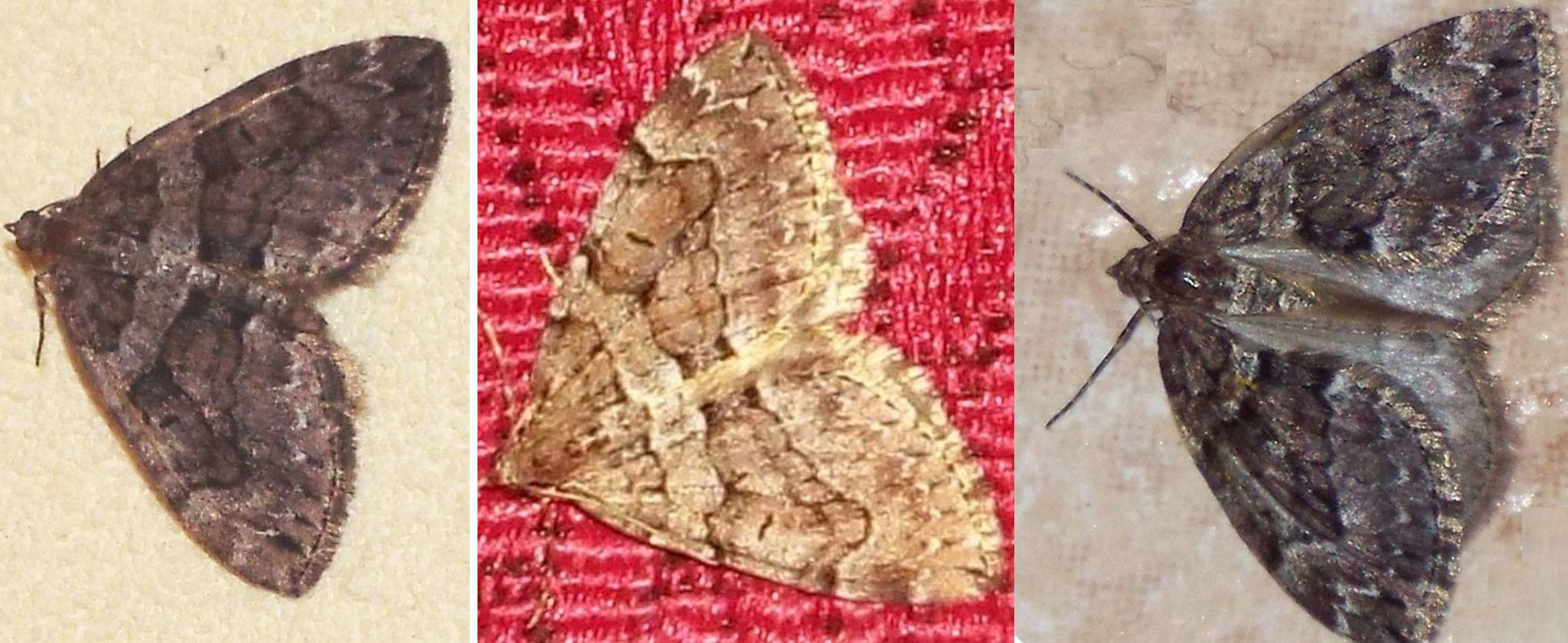 Geometridae:  Entephria sp.  e Thera cognata
