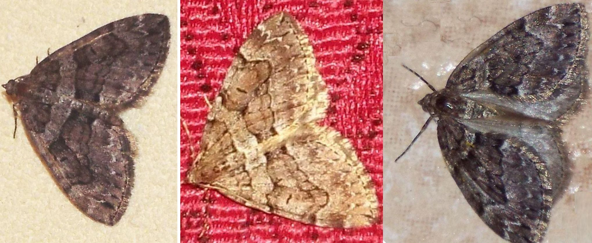 Geometridae:  Entephria sp.  e Thera cognata