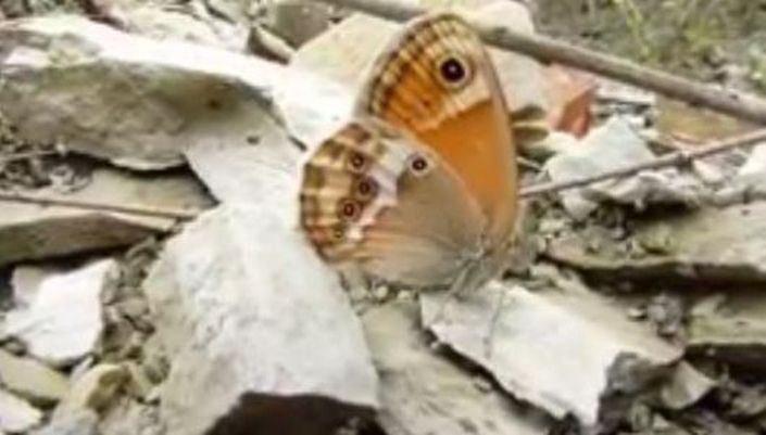 video-quiz - Coenonympha dorus