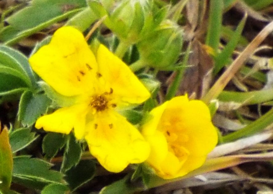 Potentilla cfr. aurea (Rosaceae)