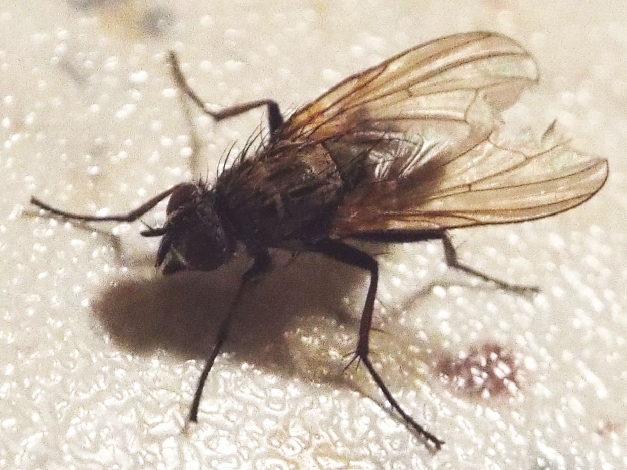 Hydrophoria lancifer (Anthomyiidae)