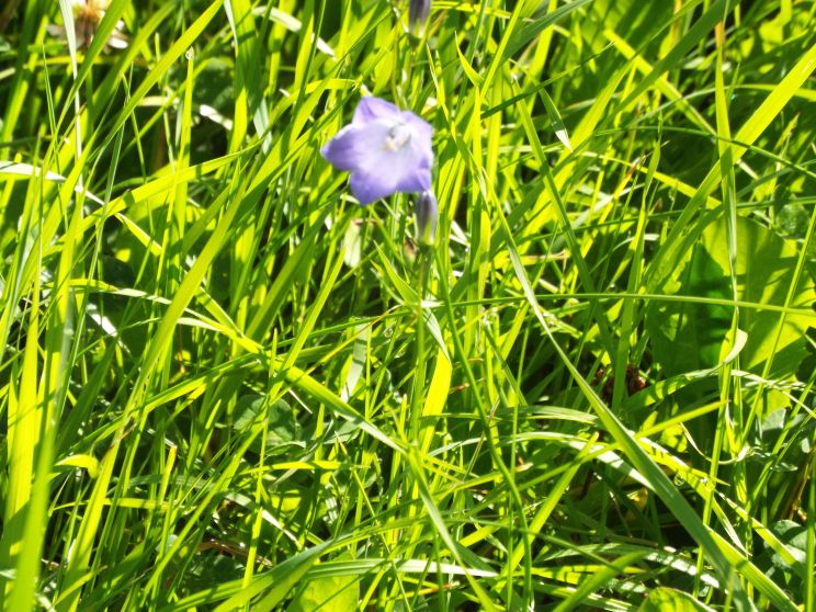 Campanula rotundifolia